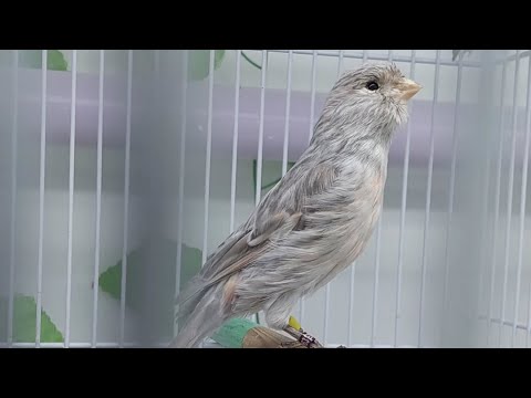 Видео: 6 Aprel Чорсу канарейка йовойи бозори