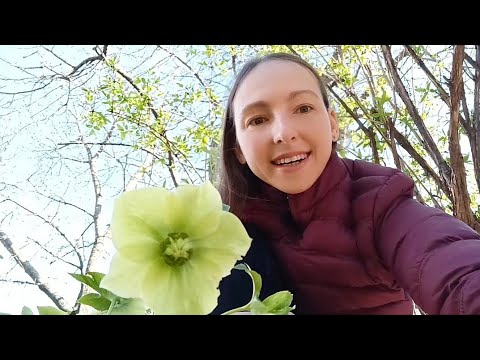 Видео: МОРОЗНИК В САДУ: ПОСАДКА И УХОД: ЗИМНЯЯ "РОЗА"