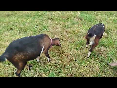 Видео: На прогулке в классную погоду
