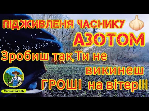 Видео: Азотне підживлення ЧАСНИКУ. Сезон 2024