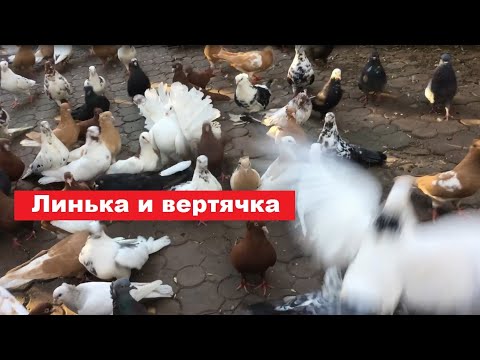 Видео: Если во время линьки голуби поражены вертячкой (болезнь Ньюкасла)...?