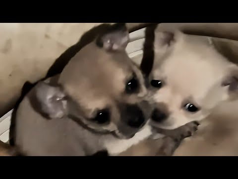 Видео: Добрая женщина спасла и полюбила четырех брошенных щенков!