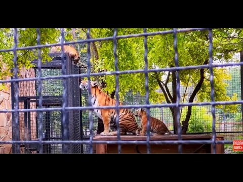 Видео: ПЕРЕЖИВАТЕЛЬНО! Тигренок не может слезть с крыши и мама-тигрица от нервов ОТОРВАЛА КРЫШУ ЦЕЛИКОМ!!!