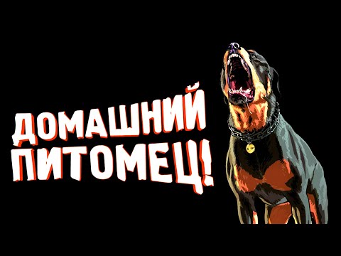 Видео: ДОМАШНИЙ ПИТОМЕЦ! - ЭТО ТЕБЕ НЕ АМЕРИКА!