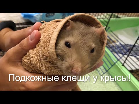 Видео: Лечу крыса Маффина от КЛЕЩЕЙ