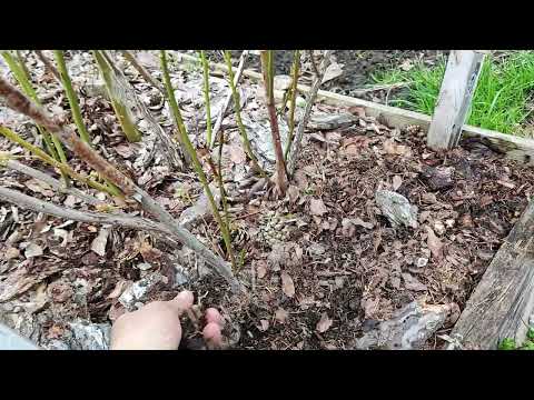 Видео: Перше підживлення лохини сульфатом амонію