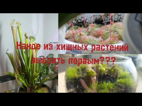 Видео: Какое из хищных растений выбрать первым?Мой личный топ по сложности ухода за хищными растениями