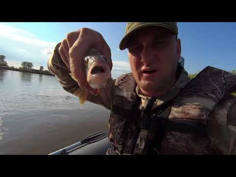 Видео: Лось.Собака нырнула в реку по среди Чулыма.Тест новых вертушек и спиннингов. Рыбалка р.Чулым 2021.