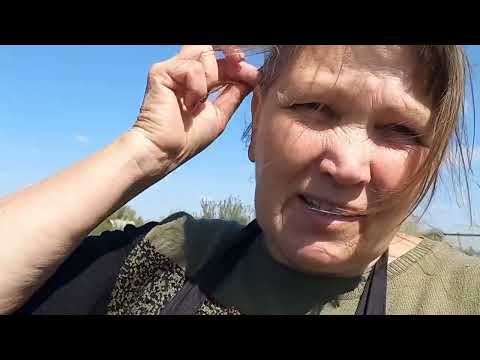 Видео: чому скручується лист на полуниці.