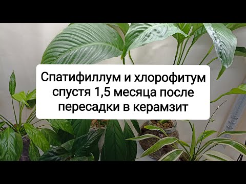 Видео: Спатифиллум и хлорофитум спустя 1,5 месяца после пересадки в керамзит