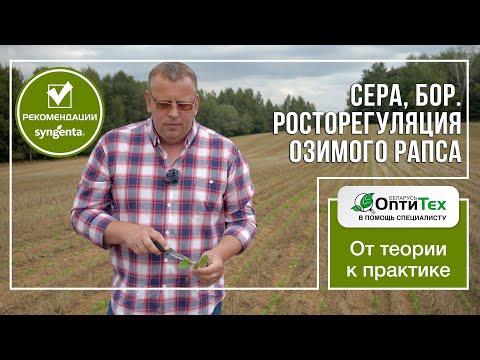 Видео: Нюансы росторегуляции озимого рапса. Сера, Бор: когда и в каком количестве.