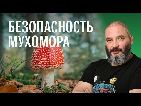 Видео: Пищевое использование и токсикологическая безопасность красного мухомора. Михаил Вишневский