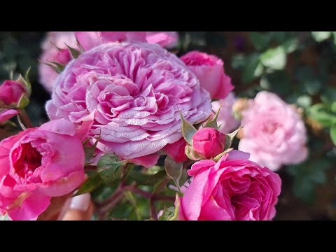 Видео: Наявність хвороби і шкідників на трояндах. Чим буду обробляти. Прогулянка 31.05.24р.