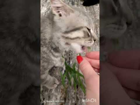 Видео: кушаем травку 🌿 ☺️🐱🐱