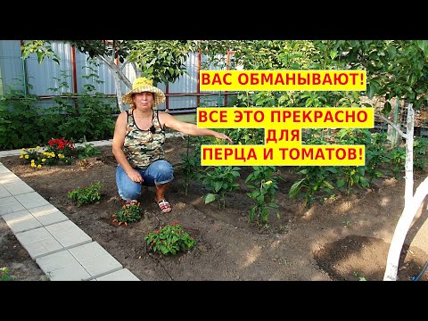 Видео: Огород без химии, вершинная гниль на перце и помидорах