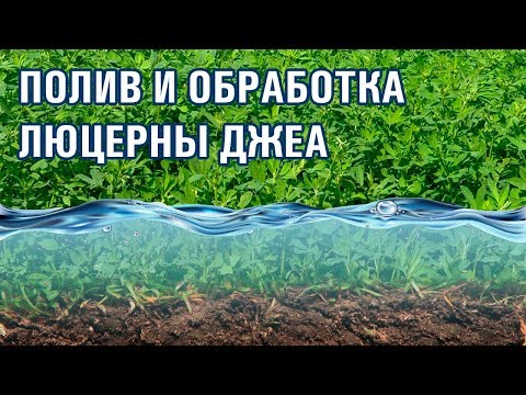 Видео: 11-серия. Как правильно поливать и обрабатывать люцерну? (28-06-2018)