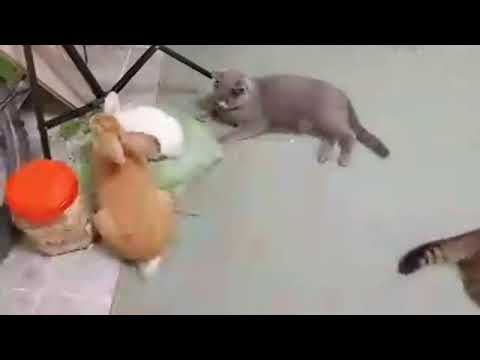 Видео: 🐱СМЕШНО!