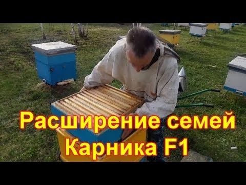 Видео: Внеплановое расширение семей. Карника F1 в Сибири
