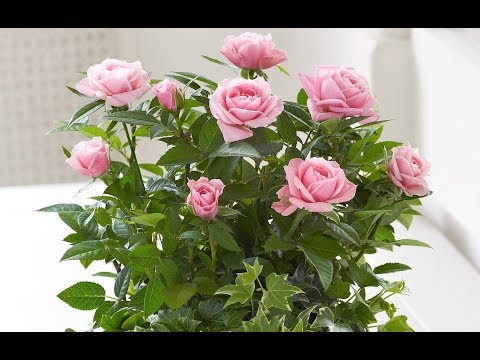 Видео: Черенкование роз и результат черенкования