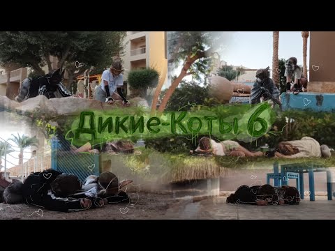 Видео: Дикие-Коты часть 6!!!!!!!!!! Астра и Шакир, Кири и Хиру🍂🪶 
