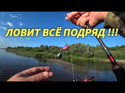 Видео: Тейл-Спиннер или Отводной Поводок???РЫБАЛКА НА ОКЕ.ЛОВИТ ВСЁ ПОДРЯД