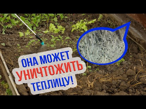 Видео: Почему появляется и что делать с плесенью в теплице на земле. Как убрать плесень в теплице?