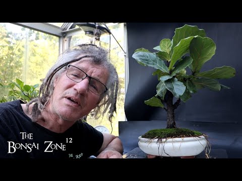 Видео: Мой фикус «Фиддл-Лист» для фикуса. Пятница, Зона бонсай, сентябрь 2025 г.