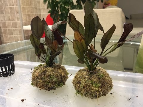 Видео: Вабикуса эхинодорус афлэйм