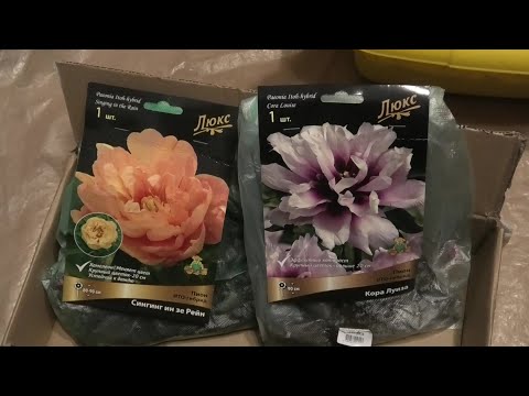 Видео: 5-13 04 24г обзор рассады