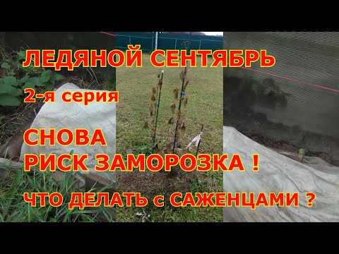 Видео: ч 2  ЛЕДЯНОЙ СЕНТЯБРЬ! Снова РИСК ЗАМОРОЗКОВ! ЧТО ДЕЛАТЬ с САЖЕНЦАМИ ВИНОГРАДА? 2 я серия