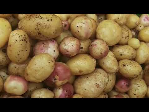 Видео: Все,это финал#картошка#наташамамолинка