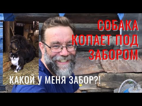 Видео: Тибетский мастиф копает под забором?