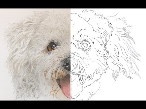 Видео: БЕЛАЯ СОБАКА в акварели