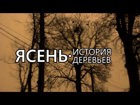 Видео: Ясень. История деревьев - Выпуск 1