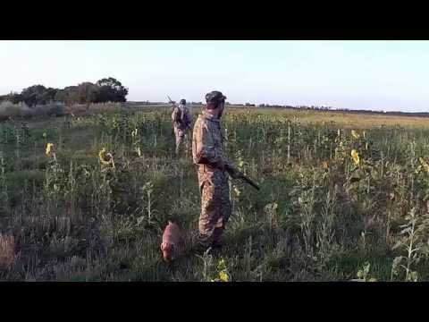 Видео: Охота на перепела часть 1