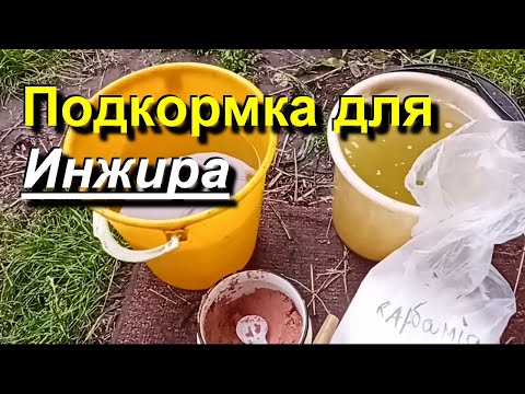Видео: 2022 06 06 Пора снова кормить инжир. Инжирные хроники.