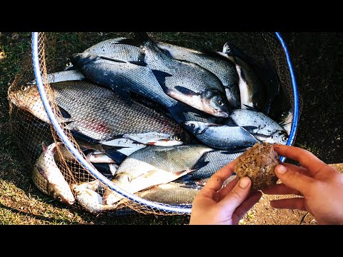 Видео: Насадка по холодной воде клюёт лучше чем на мотыля червя и опарыша.