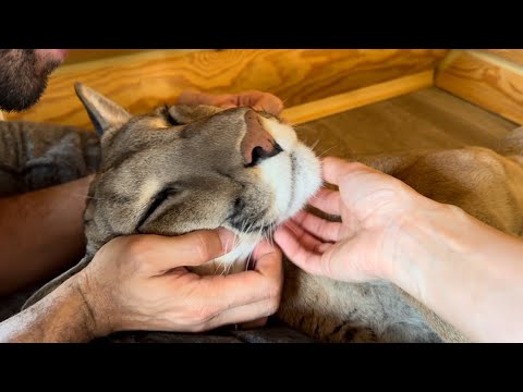 Видео: Резкие перемены пумы Месси! | Что можно делать с котом когда он очень крепко уснул!