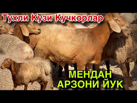 Видео: ЕНДИ ХАММА ОЛАДИ! НАРХЛАР ЯНА ТАШЛАМОКДА! 