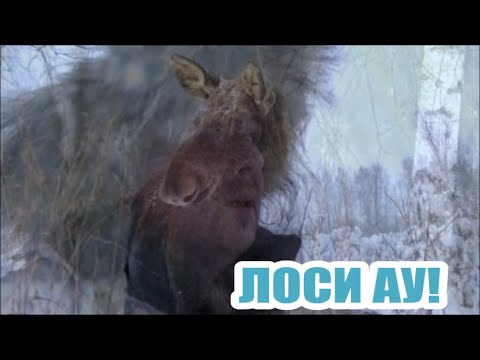 Видео: КАК СЕГОДНЯ НАЙТИ ЛОСЯ ?