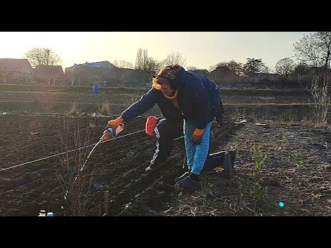 Видео: ПОСАДИЛИ МОРКВУ, ПОТРОХУ ПРАЦЮЄМО