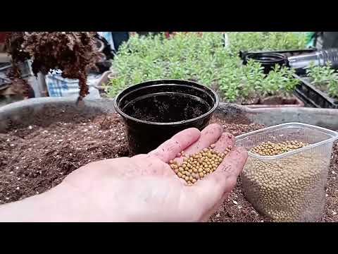 Видео: калибрахоа. перевалка черенков для пышных кустов к весне!