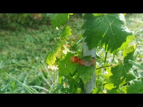 Видео: Вкоренените лозички през октомври