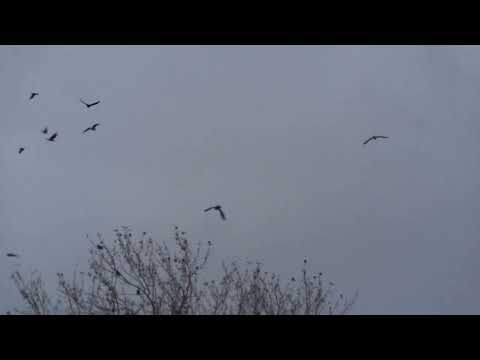 Видео: Чайки Весьегонска. 8 серия:  Осень и зима