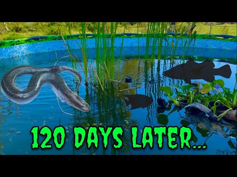 Видео: Сможет ли пруд-бассейн пережить холод? (Раскрыты планы на будущее)