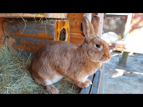 Видео: ОСМОТР ВСЕХ ГНЁЗД 🐰ВОСЕМЬ ОКРОЛОВ ЗА НЕДЕЛЮ🐰КУКОВАНИЕ КРОЛЬЧАТ🐇🐇