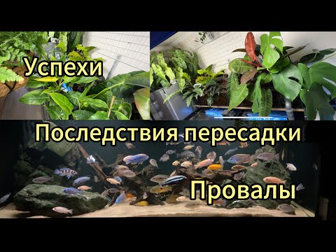 Видео: ПОСЛЕДСТВИЯ ПЕРЕСАДКИ РАСТЕНИЙ | УСПЕХИ И ПРОВАЛЫ