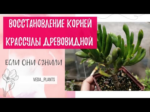 Видео: Восстановление корней Крассулы древовидной.