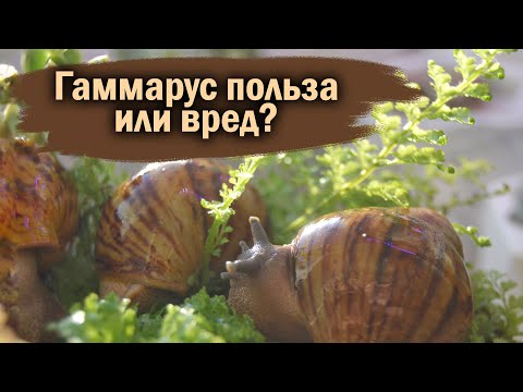 Видео: КОРМЛЕНИЕ УЛИТОК ГАММАРУСОМ | ПЕРЕЕЗД 2 ЧАСТЬ