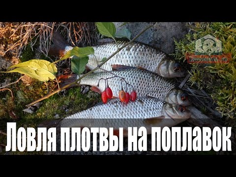 Видео: Ловля плотвы на поплавок осенью на вдхр: Рыболовный дневник